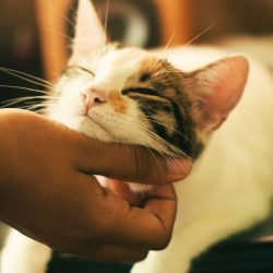 Katt - jämför kattförsäkringar - bästa kattförsäkringen